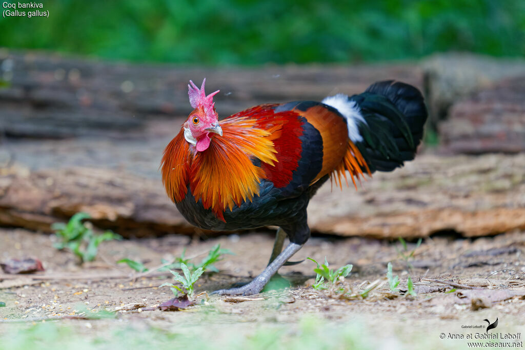 Red Junglefowl male adult