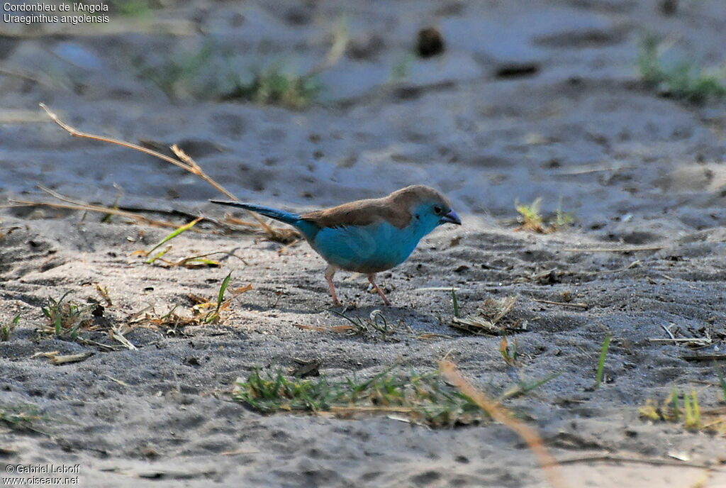 Blue Waxbill