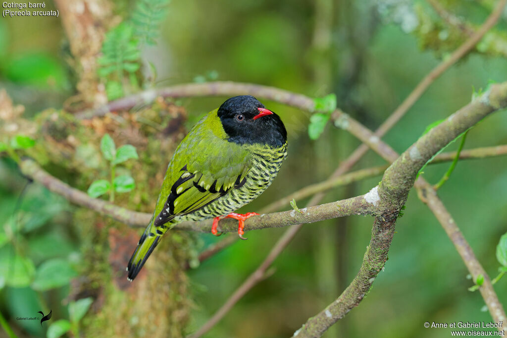 Barred Fruiteater male adult