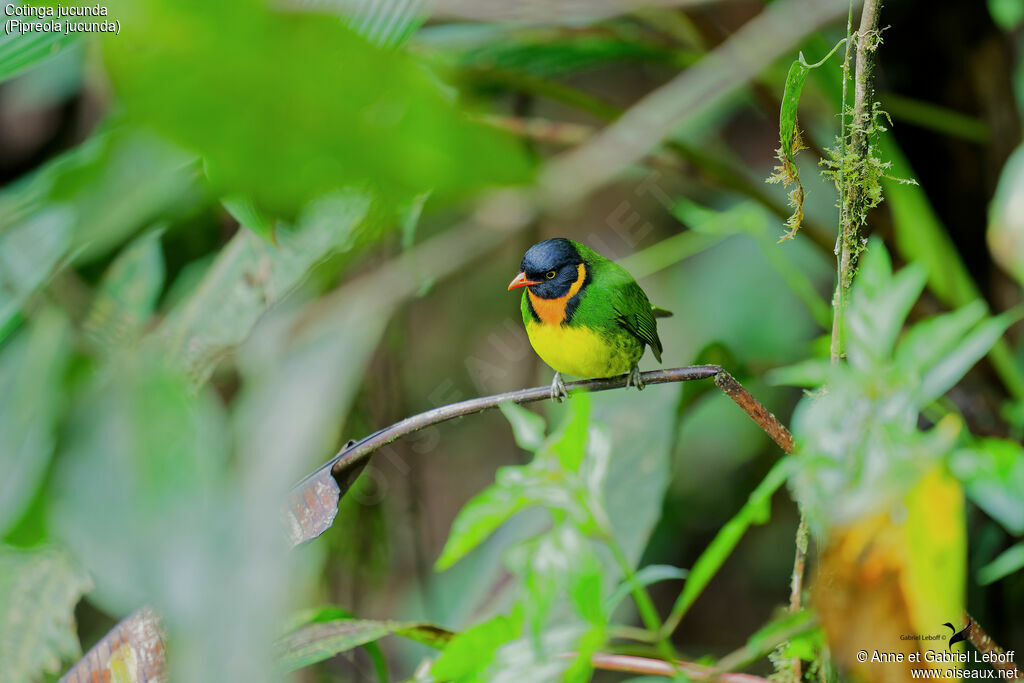 Cotinga jucunda mâle adulte