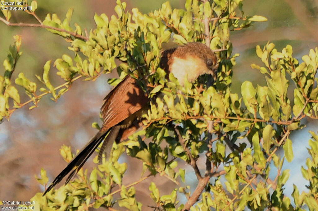 Coucal noirjuvénile