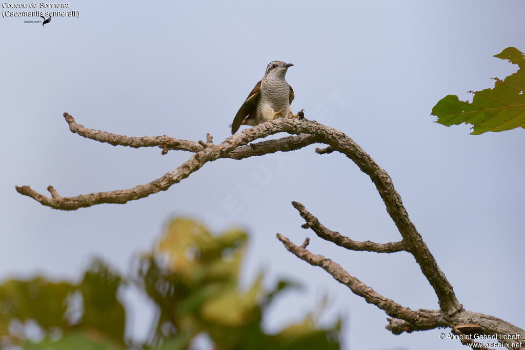 Banded Bay Cuckoo