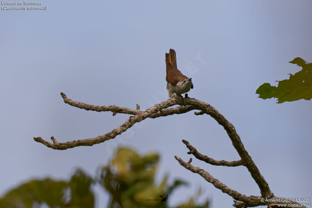 Banded Bay Cuckoo