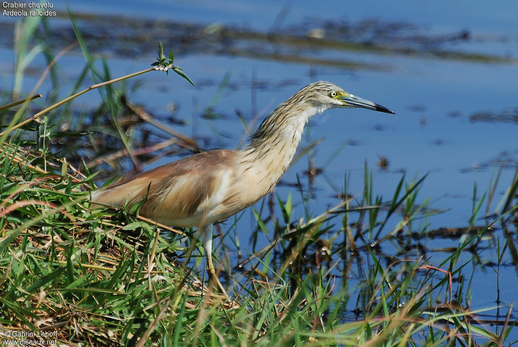 Squacco Heron