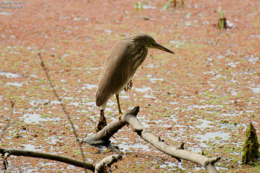 Indian Pond Heron