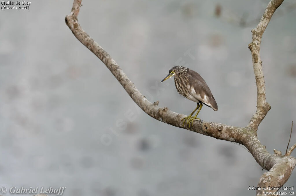 Indian Pond Heron
