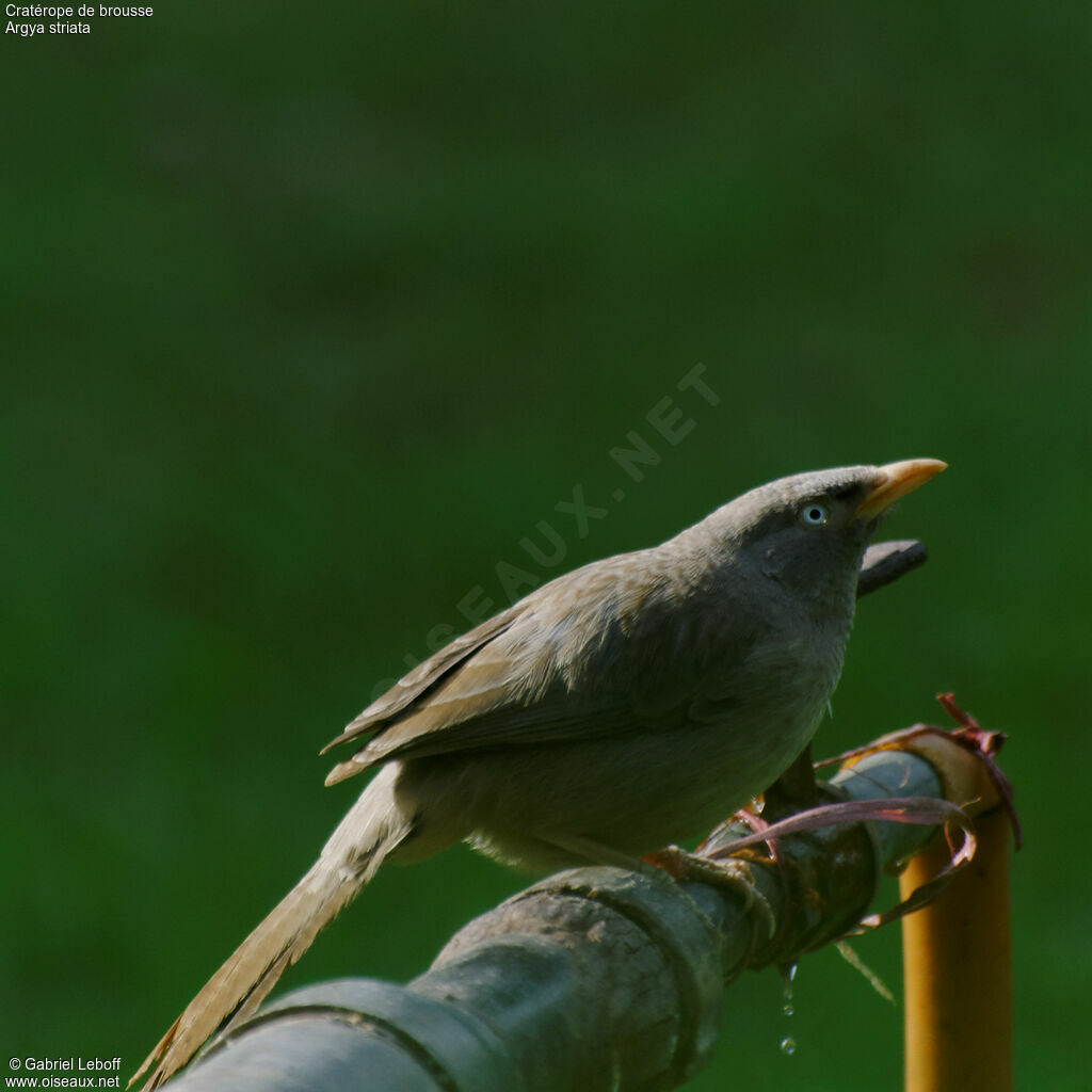Jungle Babbler