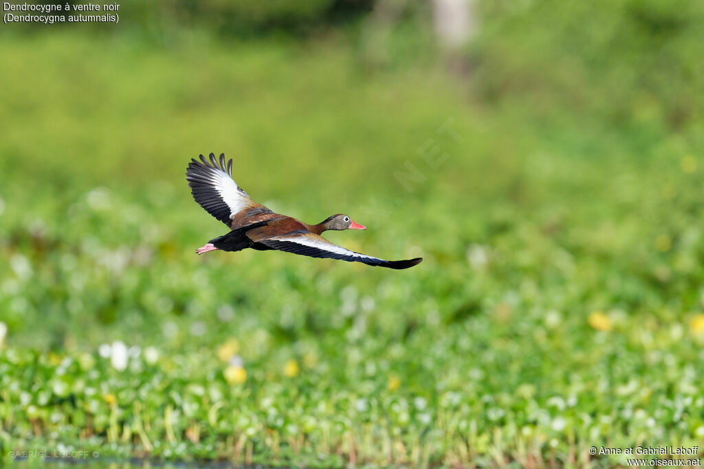 Dendrocygne à ventre noir