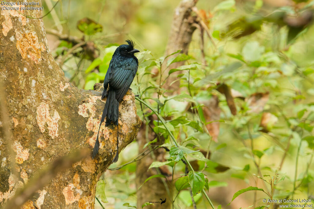 Drongo à raquettes