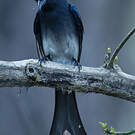 Drongo à ventre blanc