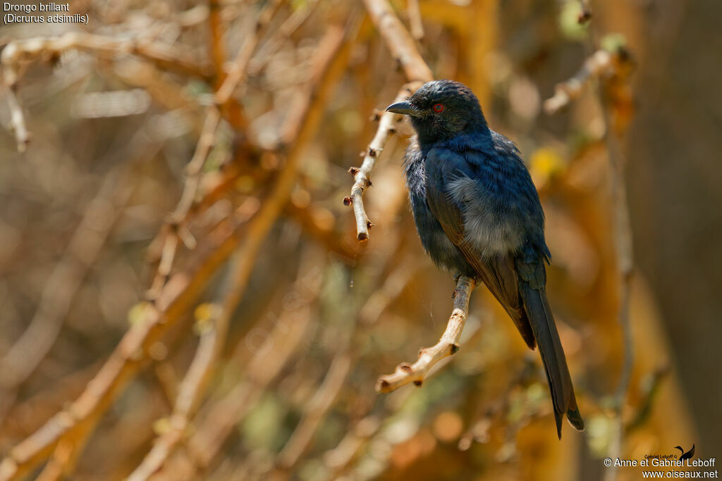 Drongo brillantimmature