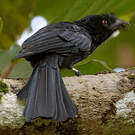 Drongo du Sri Lanka