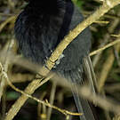 Drongo malgache