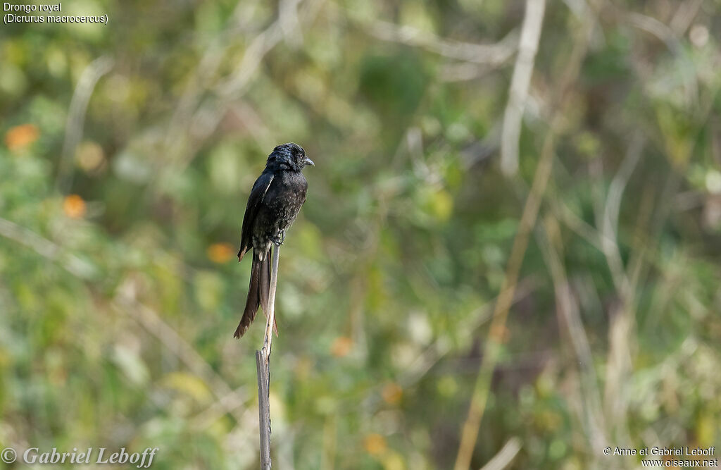 Drongo royal