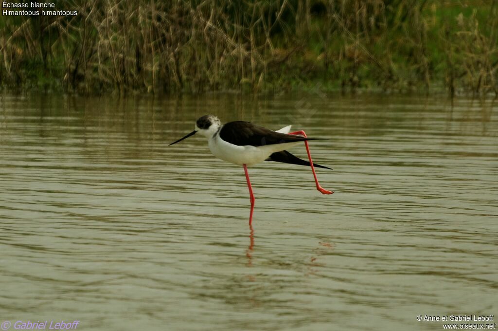 Black-winged Stilt