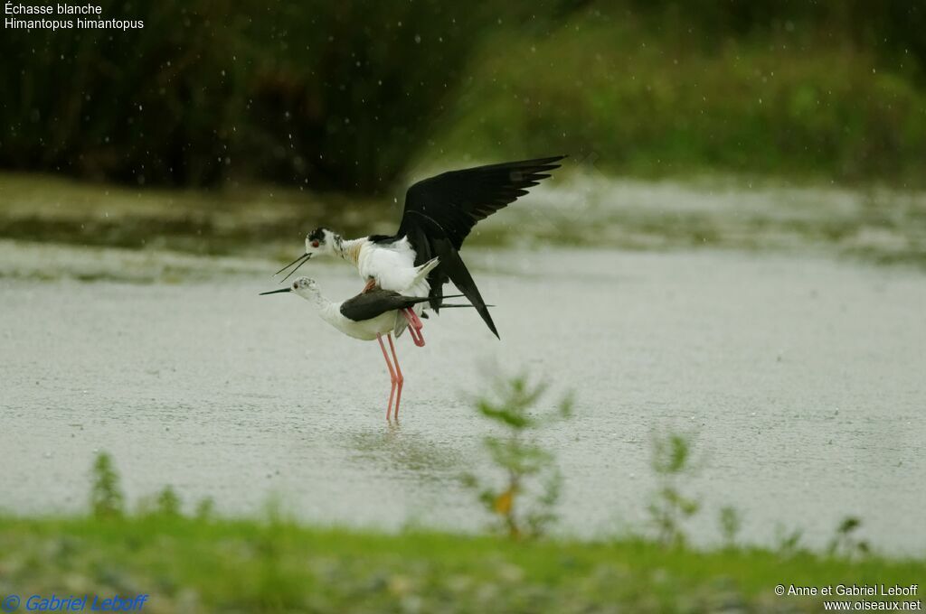 Black-winged Stilt