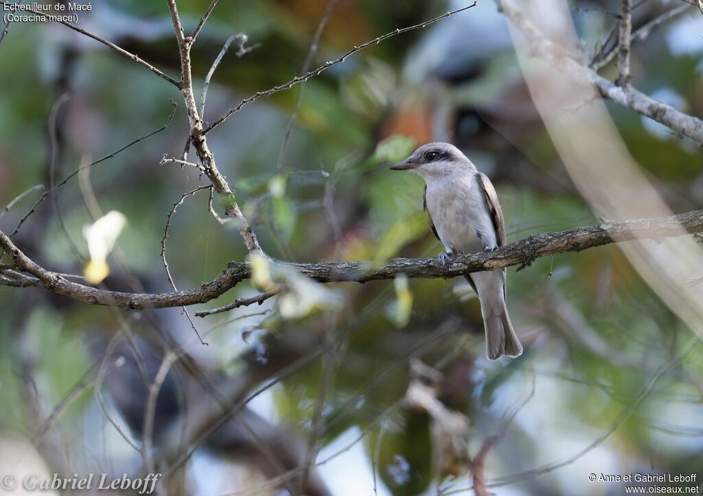 Indian Cuckooshrike