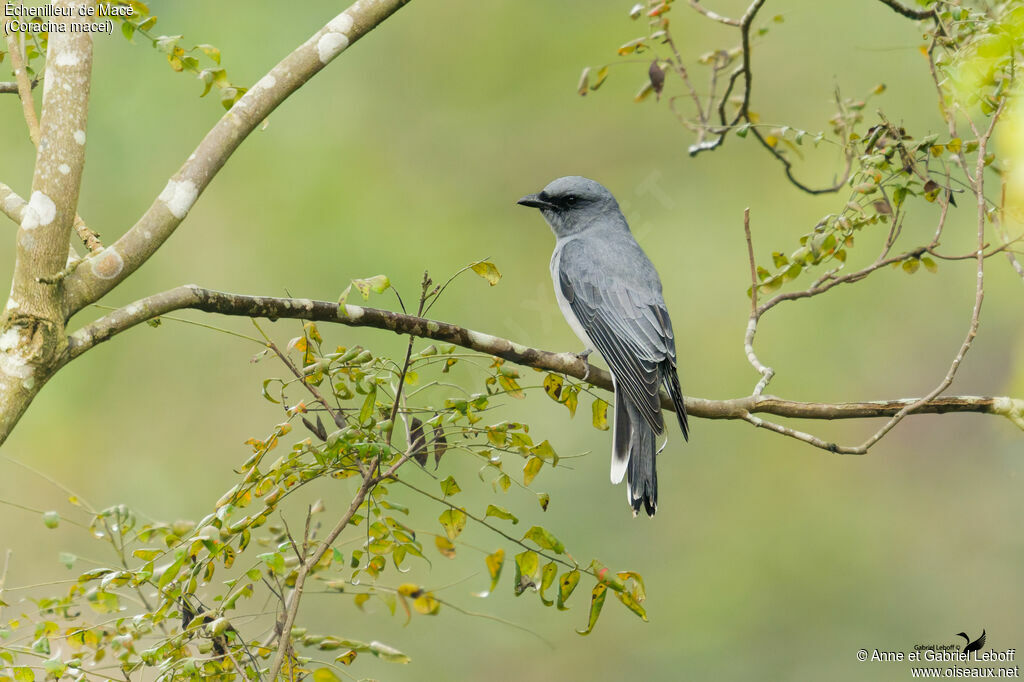 Échenilleur de Macé