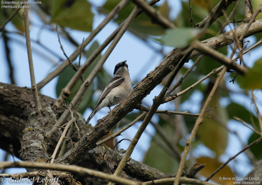 Bar-winged Flycatcher-shrike