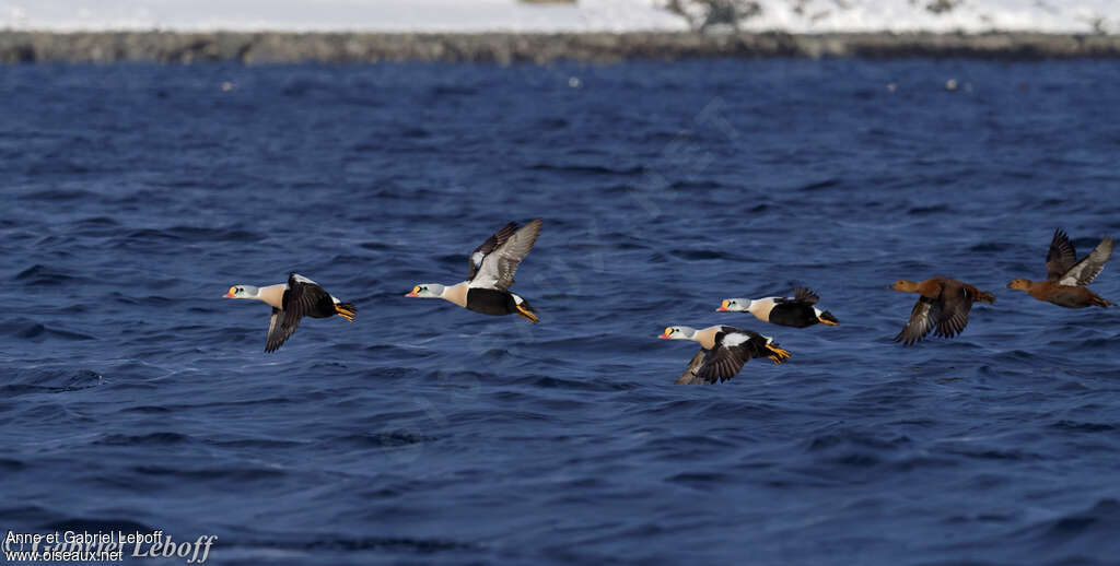 King Eideradult breeding, Flight