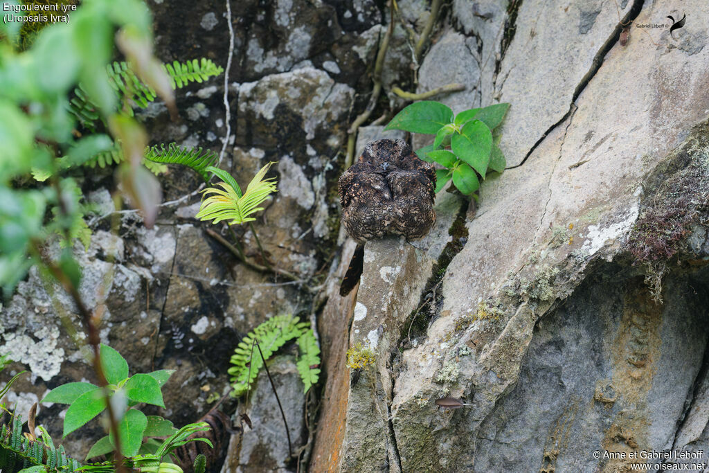 Lyre-tailed Nightjar female adult