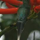 Ermite vert