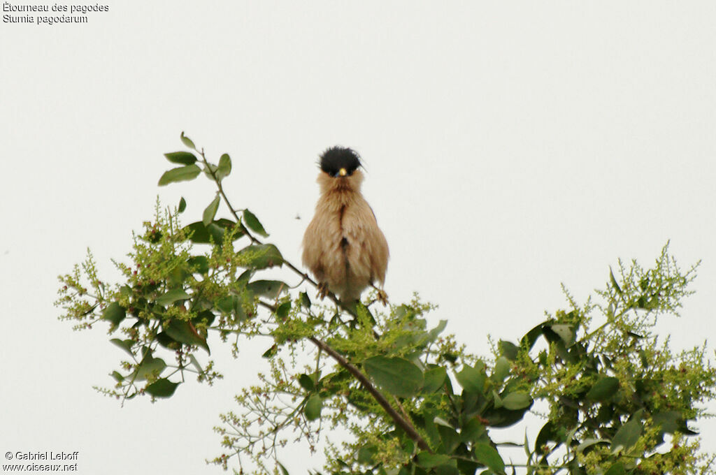 Brahminy Starling