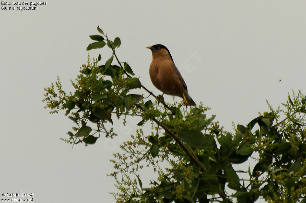 Brahminy Starling