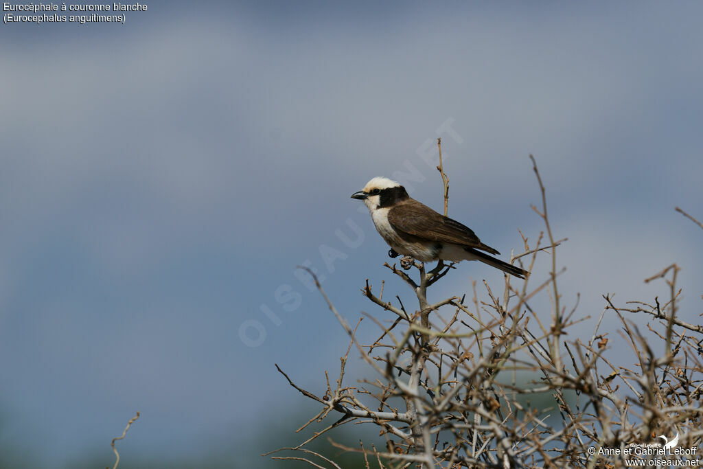 Eurocéphale à couronne blanche