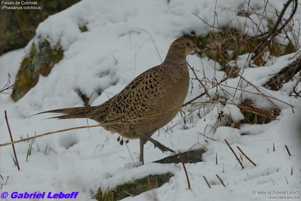 Common Pheasant female