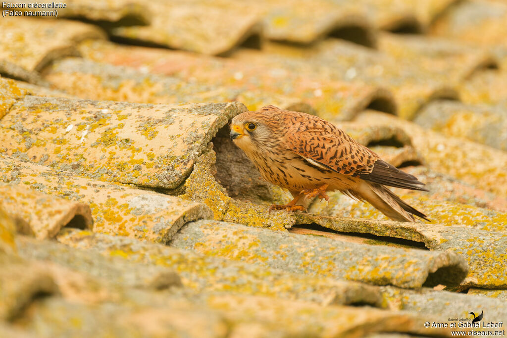 Faucon crécerellette