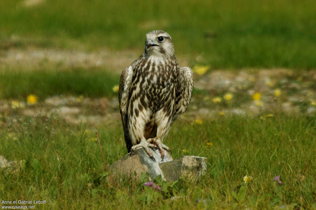 Saker Falconadult, habitat, Behaviour
