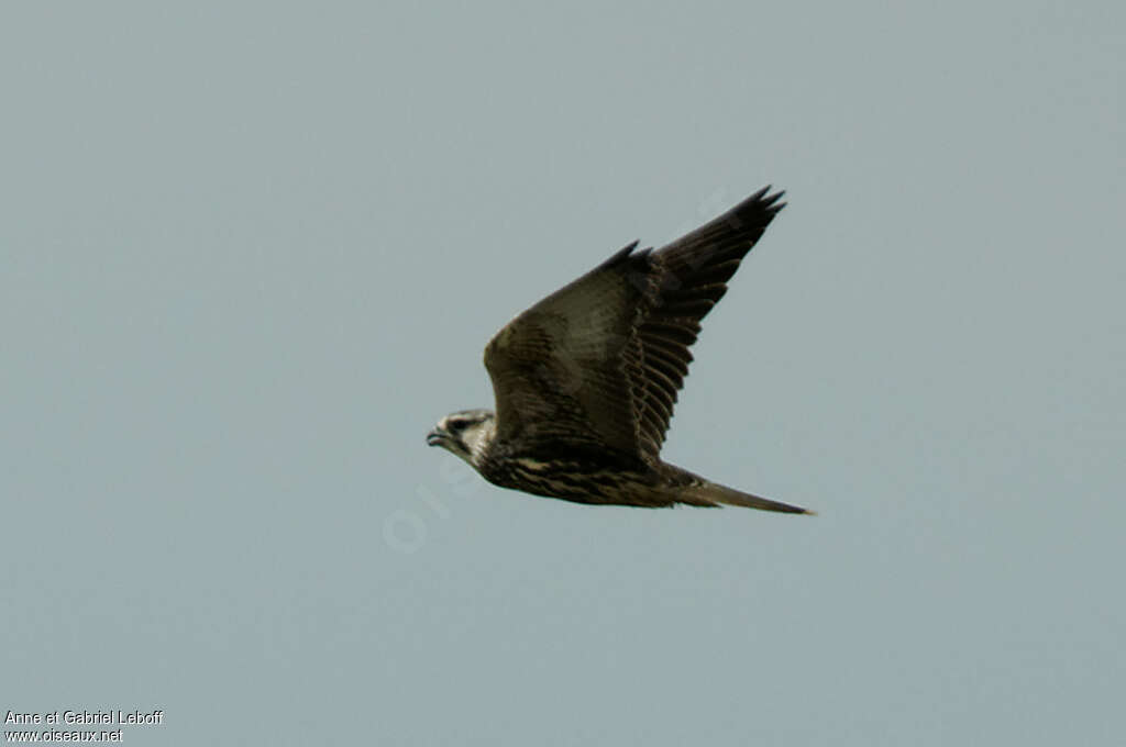 Saker Falconadult, Flight
