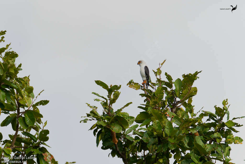 White-rumped Falcon