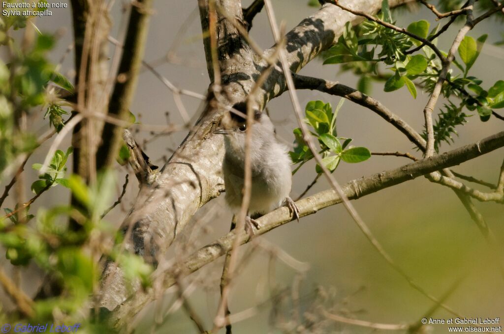Eurasian Blackcap male