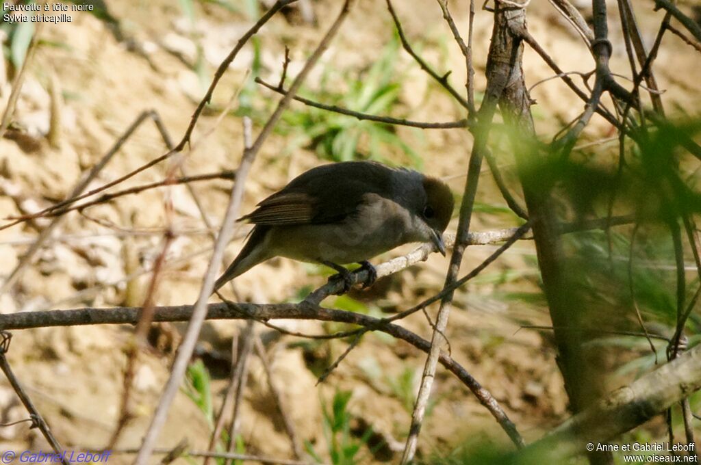 Eurasian Blackcap female