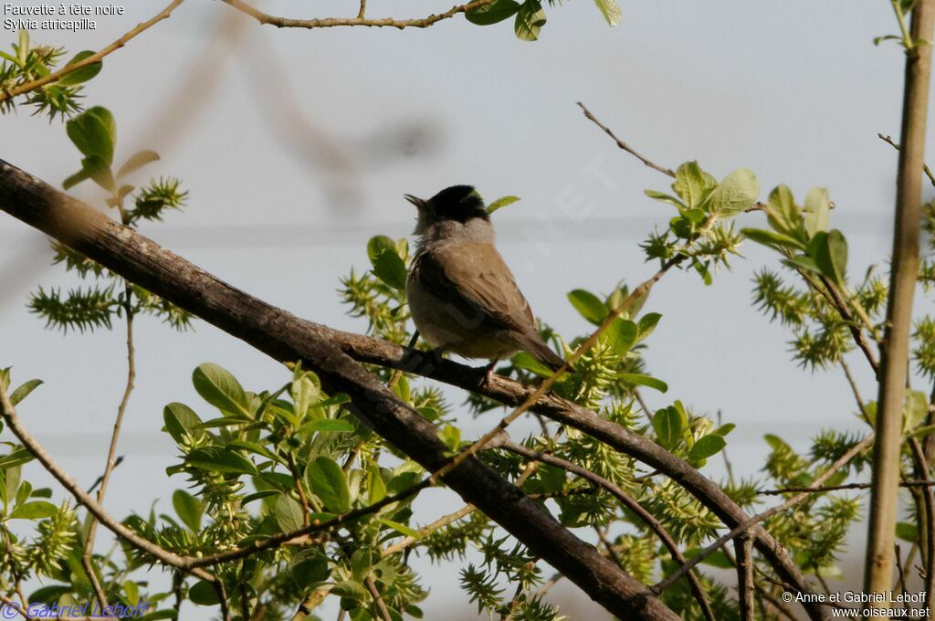 Eurasian Blackcap male