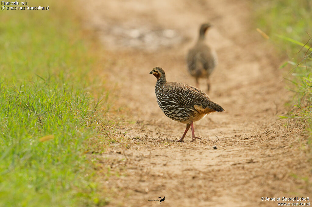 Francolin noir