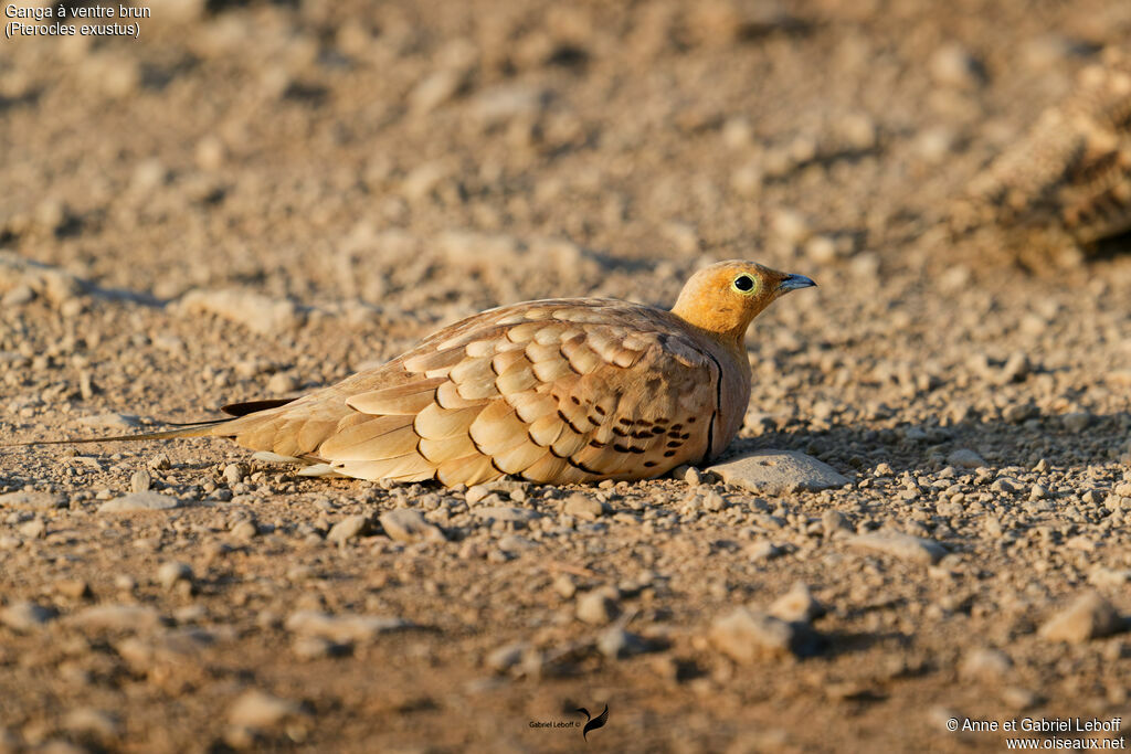 Ganga à ventre brun