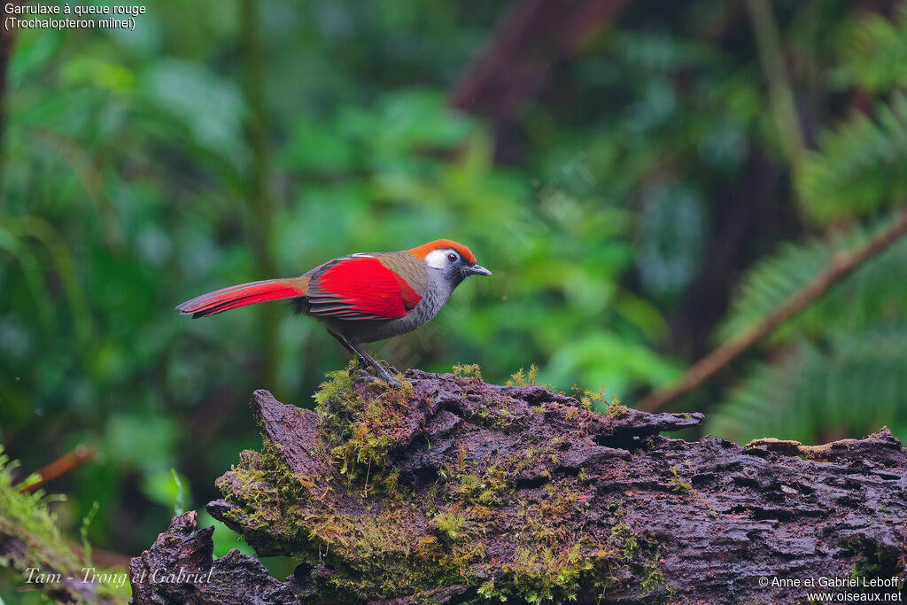 Red-tailed Laughingthrush