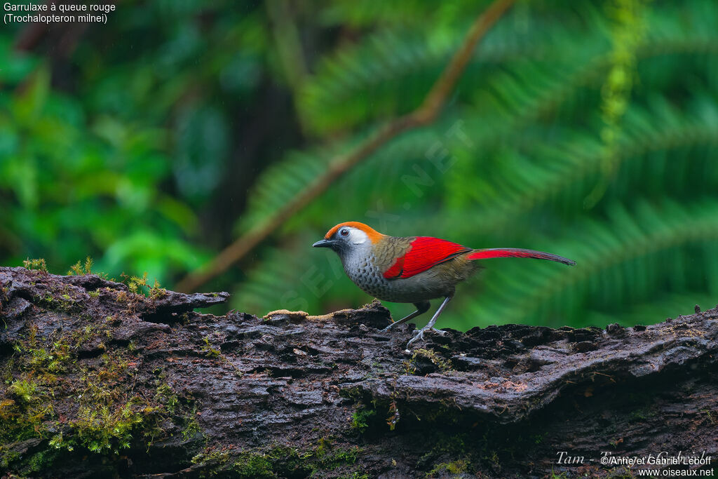 Red-tailed Laughingthrush