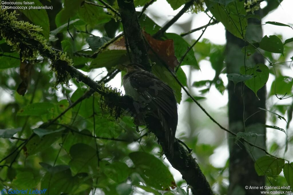 Pheasant Cuckoo