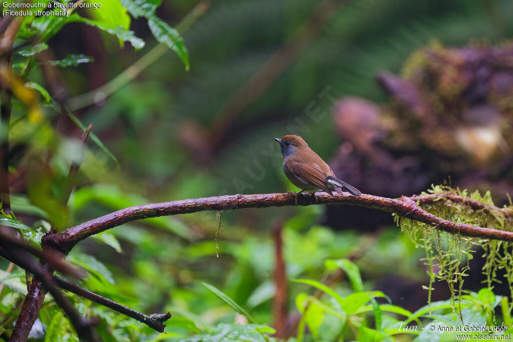 Rufous-gorgeted Flycatcher