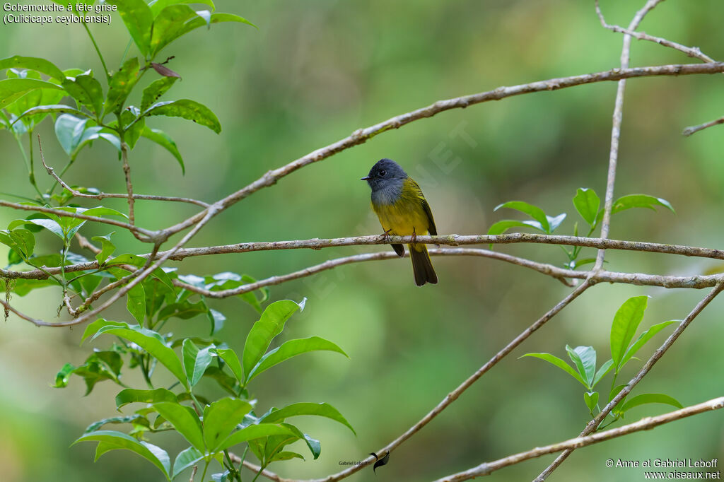 Grey-headed Canary-flycatcher