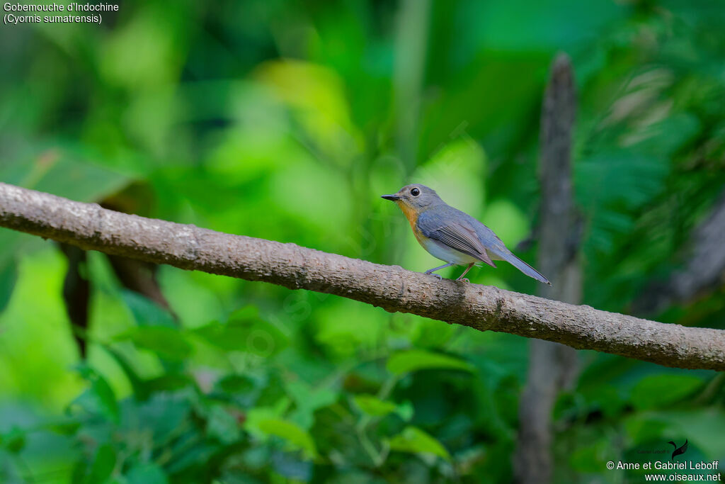 Indochinese Blue Flycatcher female