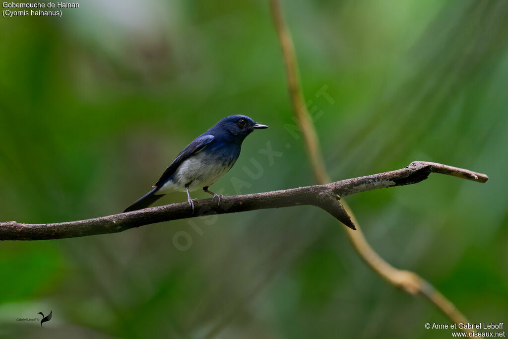 Hainan Blue Flycatcher male