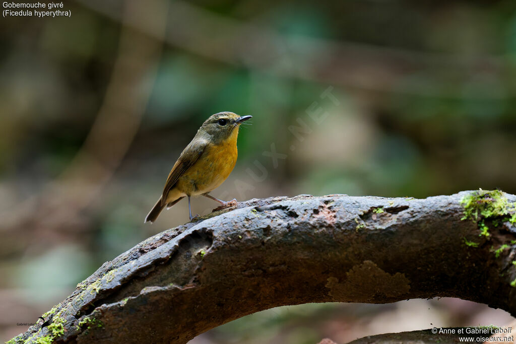 Snowy-browed Flycatcher female
