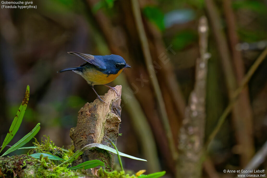 Snowy-browed Flycatcher male