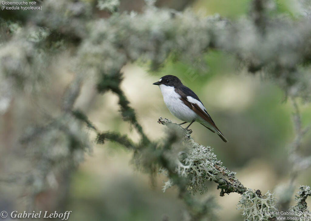 Gobemouche noir