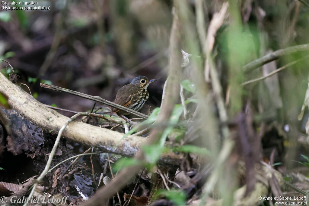 Streak-chested Antpittaadult